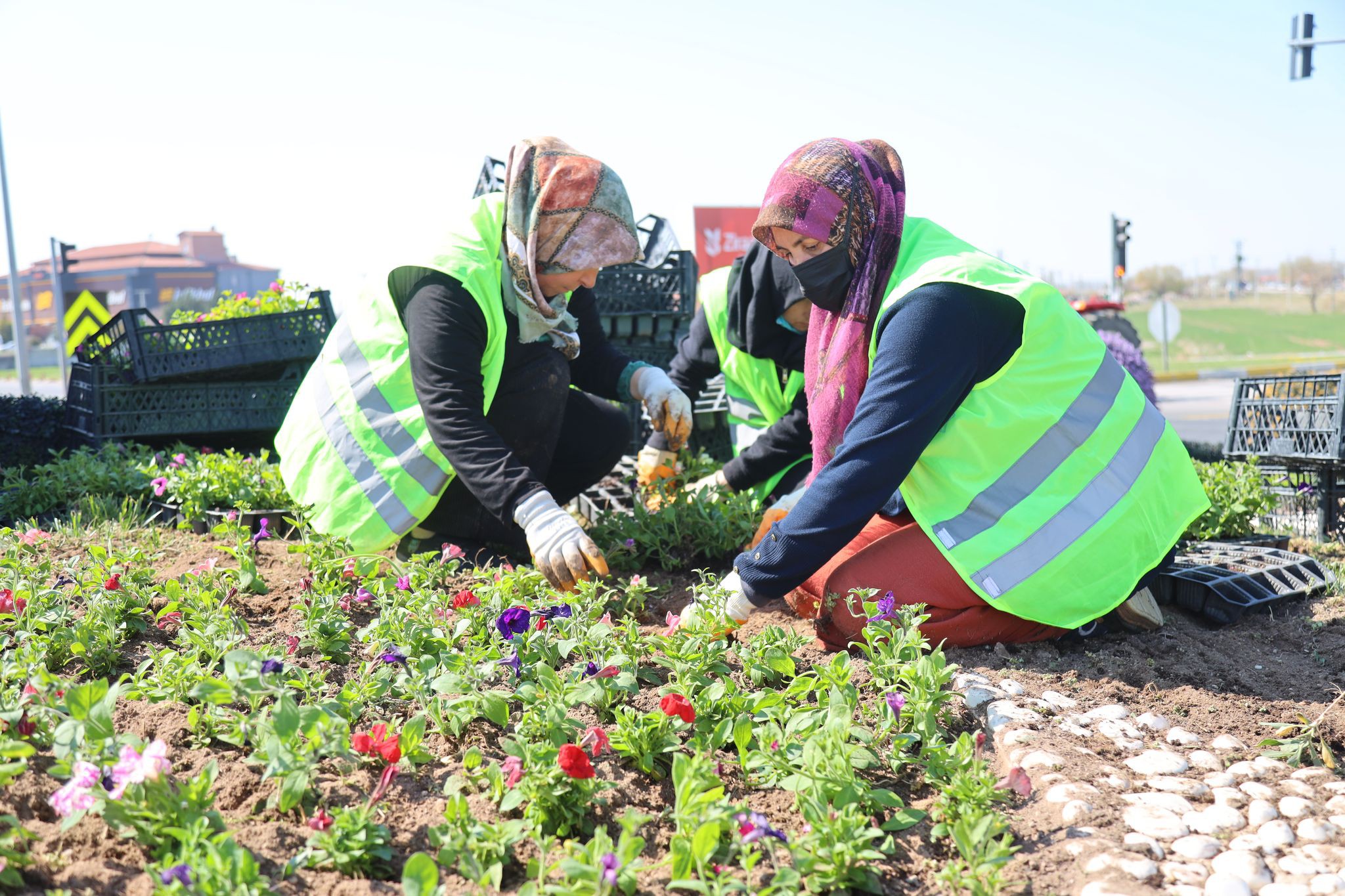 Aksaray’a kadın eli değdi: TOKİ kavşağı rengarenk çiçeklerle donatılıyor