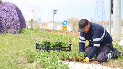 Aksaray Belediyesi, kent estetiğini doğayla buluşturma amacıyla E-90 karayolundaki refüjlere