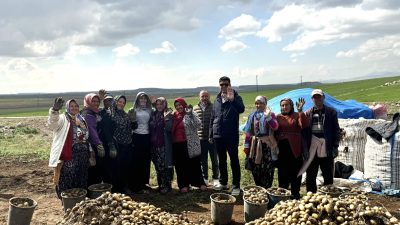 Güzelyurt Kaymakam Muammer Yetiş, Selime Beldesi’nde patates hasadında çalışan emekçi