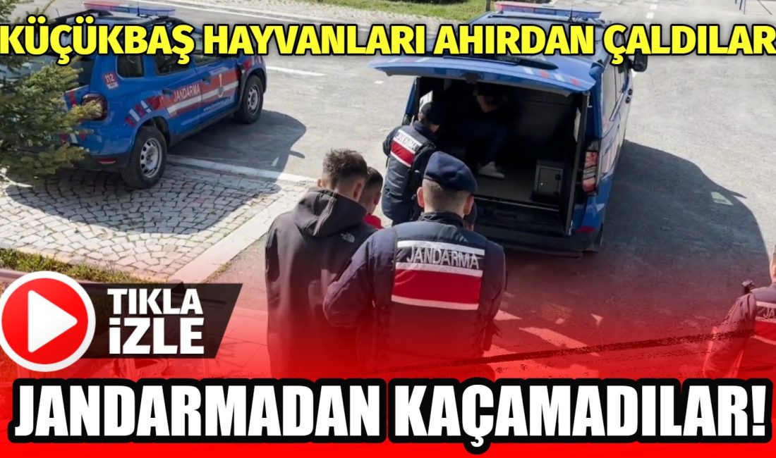 Aksaray’ın Gülağaç ilçesinde çalınan küçükbaş hayvanlar, jandarma ekiplerinin yaptığı titiz