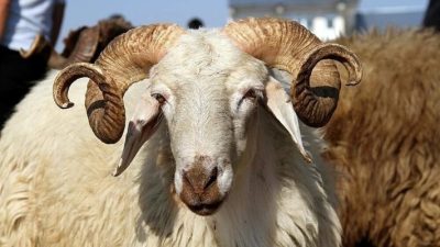 Uzmanlar, yaklaşan Kurban Bayramı öncesi kurbanlık seçimi, kesimi, etin tüketimi