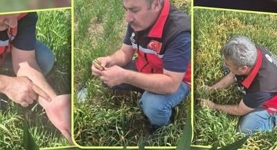 Aksaray’da buğday ve arpa üreticilerini yakından ilgilendiren bir gelişme yaşandı.