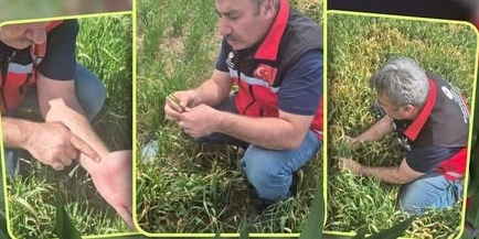 Aksaray’da buğday ve arpa