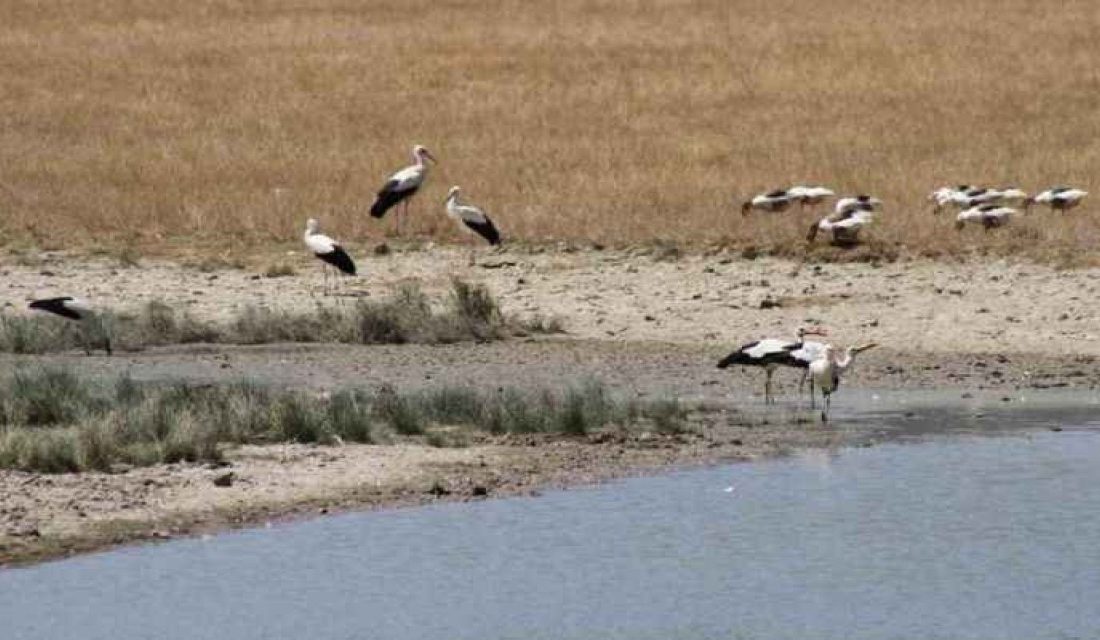 Havaların ısınmasıyla binlerce kilometre kat ederek Afrika ülkelerinden gelen leylekler,