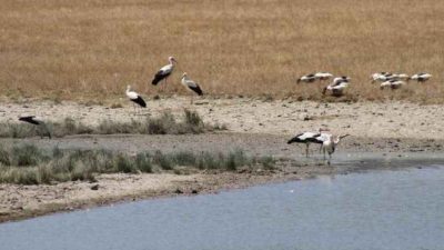 Havaların ısınmasıyla binlerce kilometre kat ederek Afrika ülkelerinden gelen leylekler,