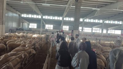 Aksaray'ın Eskil ilçesinde üniversite öğrencileri hayvan yetiştiriciliği ve sağlığı hakkında