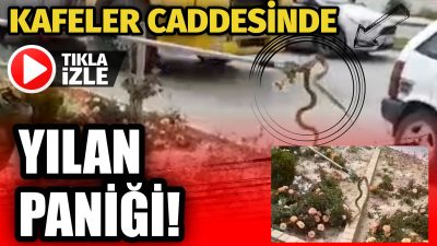 Aksaray’da şehir merkezinde yola çıkan yılan paniğe neden oldu. Vatandaşların
