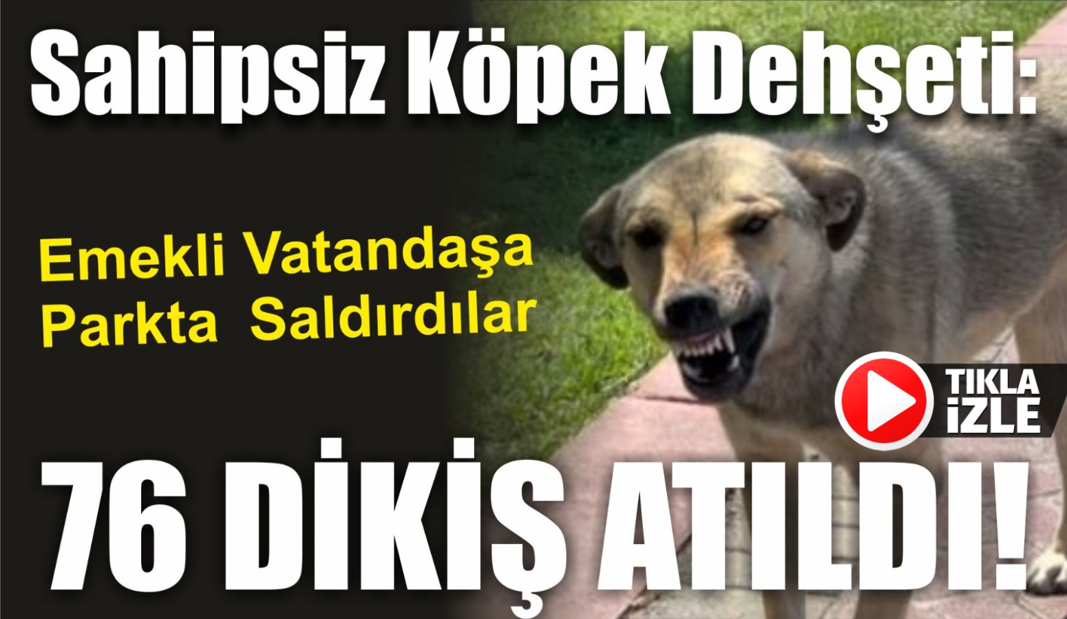 Sahipsiz Köpek Dehşeti: Emekli Vatandaşa Parkta Saldırdılar, 76 Dikiş Atıldı!