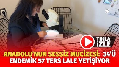 Etkileyici güzellikleriyle görenleri mest eden, açmasıyla Anadolu'da baharın gelişini simgeleyen,