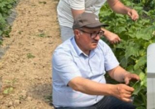 Aksaray İl Tarım ve Orman Müdürlüğü, örtü altı sebze üretim