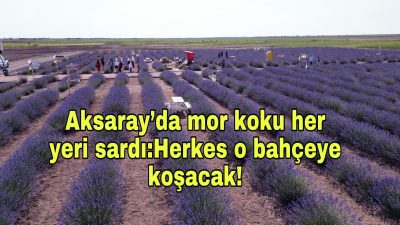 5 Temmuz’da Topakkaya’da lavanta bahçeleri kapılarını açıyor. Renkli kareler ve