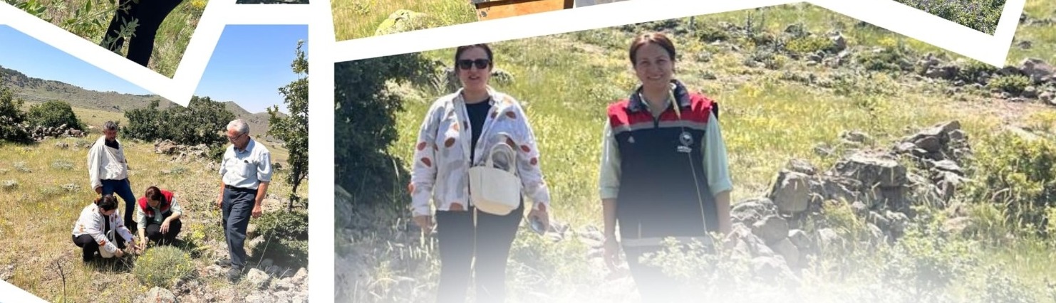 Aksaray Tarım ve Orman İl Müdürlüğü ekipleri, Hasandağ balı üretiminde