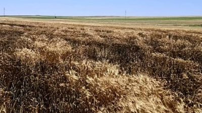 Eskil'in Böğet Köyü'nde öğle saatlerinde çıkan ekin yangını, Eskil ve