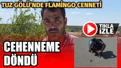 Aksaray’ın Eskil ilçesi yakınlarında bulunan Tuz Gölü’nde yüzlerce flamingo ölü