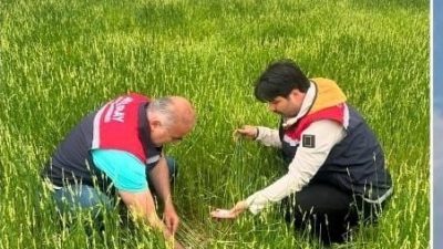 Aksaray’da 1 Haziran 2025 tarihinde yaşanan yoğun dolu yağışı, tarım