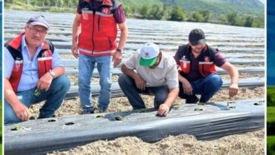 Aksaray Tarım ve Orman İl Müdürlüğü ekipleri Helvadere’de organik çilek