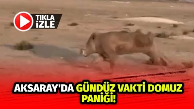 Normalde gece çıkan domuzlar gündüz ortaya çıkınca yayla halkı büyük