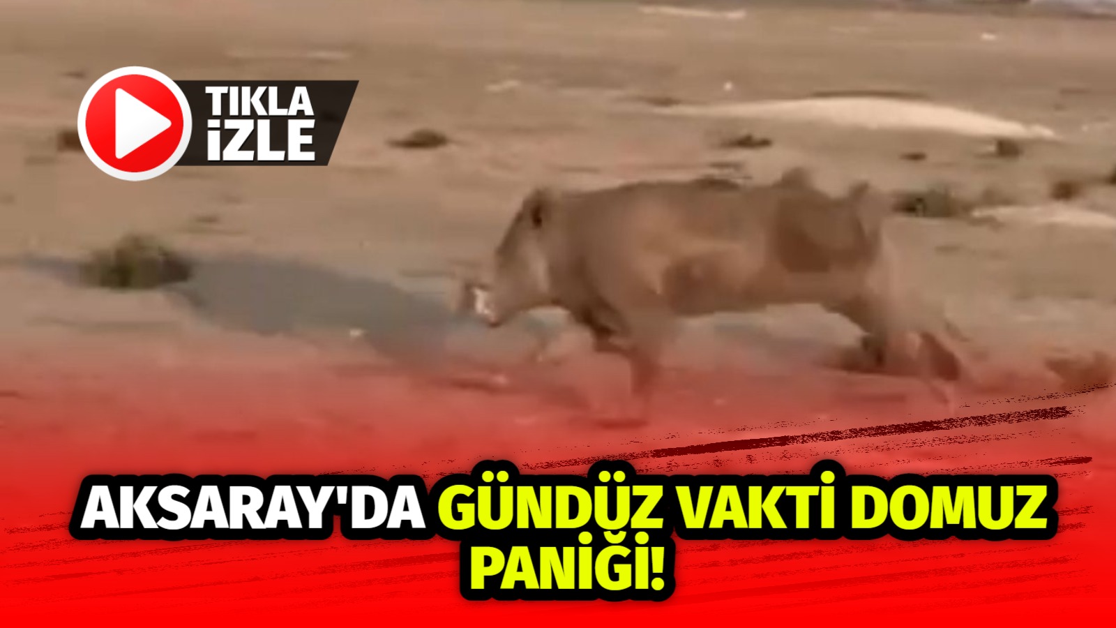 Normalde gece çıkan domuzlar gündüz ortaya çıkınca yayla halkı büyük