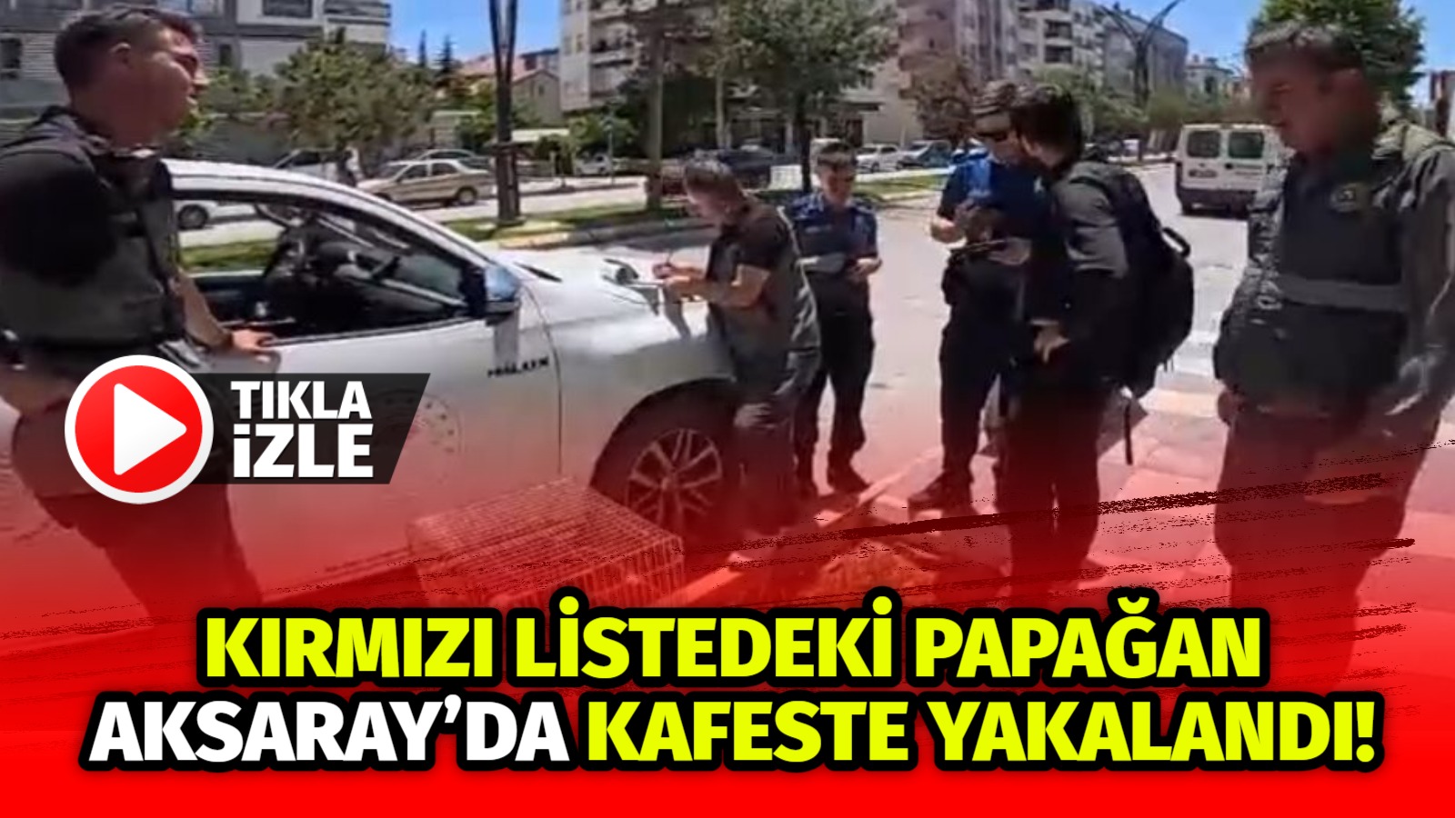 Aksaray’da bir vatandaşın kafesinde bulunan nesli tükenme tehlikesindeki Afrika Gri
