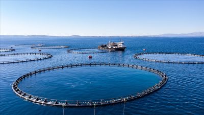 Türkiye'de su ürünleri üretimi 2025 yılında önemli bir yükseliş kaydetti.