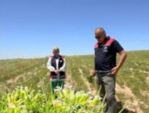 Aksaray İl Tarım ve Orman Müdürü Nejdet Demir, şehir içerisindeki
