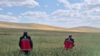 Aksaray İl Tarım ve Orman Müdürlüğü, bölgedeki buğday üretimini doğrudan