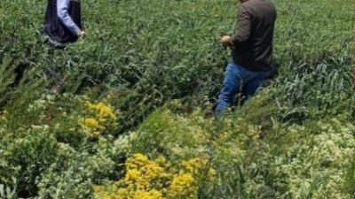 Tarım İl Müdürlüğü, ÇKS’ye kayıtlı parselleri yerinde inceleyerek yem bitkileri