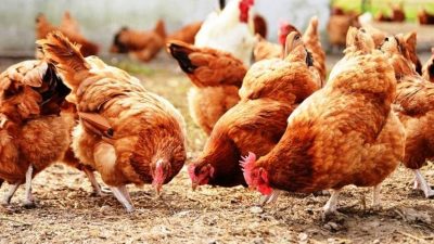 TÜİK, Kasım 2025 dönemine ilişkin Kümes Hayvancılığı Üretimi verilerini açıkladı.