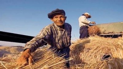 Toprak Mahsulleri Ofisi (TMO), 2025 yılı hububat alım fiyatlarını duyurdu.