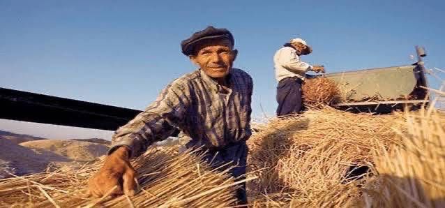 Toprak Mahsulleri Ofisi (TMO), 2025 yılı hububat alım fiyatlarını duyurdu.