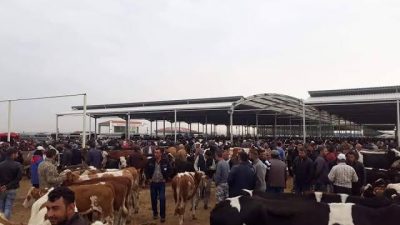 Tarım ve Orman Bakanlığı Gıda ve Kontrol Genel Müdürlüğü, hayvan