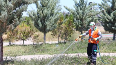 Aksaray Belediyesi tarafından yaz aylarında artış gösteren haşerelere karşı ilaçlama