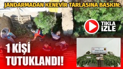 Jandarmanın uyuşturucu operasyonunda 301 kök kenevir ve 2,7 kilo esrar
