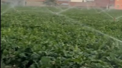 Aksaraylı çiftçiler, serin geceyi fırsata çevirip şeker pancarı üretimine ara