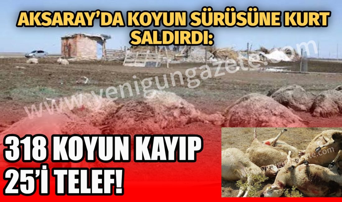 Aksaray’da kurt saldırısına uğrayan 807 koyundan 25’i telef oldu, 318