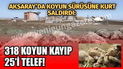 Aksaray’da kurt saldırısına uğrayan 807 koyundan 25’i telef oldu, 318