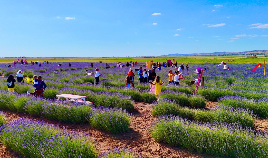 Aksaray Belediyesi’nin doğaya ve şehir estetiğine katkı sağlamak amacıyla oluşturduğu