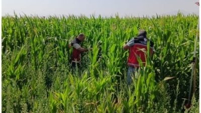 Aksaray İl Tarım ve Orman Müdürlüğü, silajlık mısır üretiminde hastalık