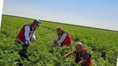 Aksaray’da sertifikalı patates tohumlarına yönelik tarla kontrolleri sürüyor; verimli ve