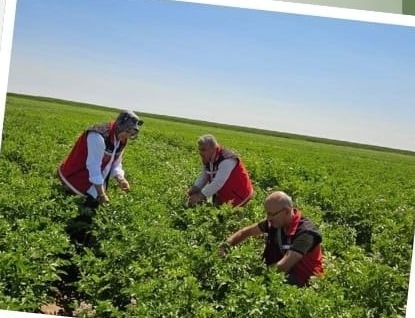 Aksaray’da sertifikalı patates tohumlarına yönelik tarla kontrolleri sürüyor; verimli ve