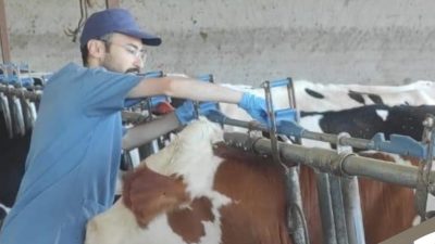 Aksaray Tarım ve Orman İl Müdürlüğü tarafından yürütülen büyükbaş hayvanlara