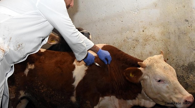 Aksaray’da hayvan sağlığını tehdit eden hastalıklara karşı mücadele aralıksız devam