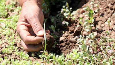 Aksaraylı üreticilere önemli uyarı: Sertifikalı tohum desteği için başvurular 31