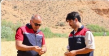 Aksaray’da hububat hasat çalışmaları hız kesmeden sürüyor. Şehrin tarım alanında