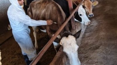 Aksaray Tarım ve Orman İl Müdürlüğü, hayvan sağlığını korumak ve