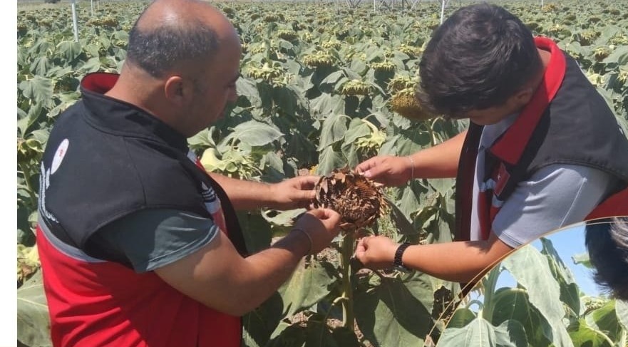Aksaray İl Tarım ve Orman Müdürlüğü, ayçiçeği ekili alanlarda hastalık