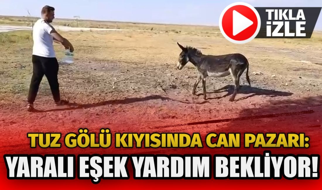Eskil’de 40 derece sıcakta ayağı kırık eşek, aç ve susuz