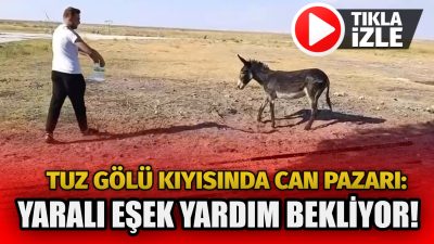 Eskil’de 40 derece sıcakta ayağı kırık eşek, aç ve susuz