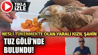 Aksaray’ın Eskil ilçesinde yer alan Tuz Gölü’nde, nesli tükenme tehlikesi