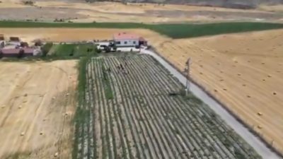 Aksaray’da, çilek üretim projesi kapsamında dağıtımı yapılan çilek fideleri toprakla
